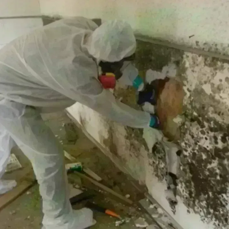 Mold Remediation and Removal in Malakoff, TX